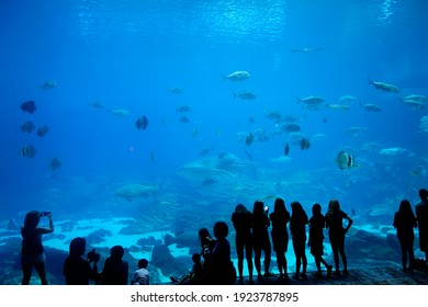 Atlanta Georgia United States July 31 2015 : Georgia Aquarium With People