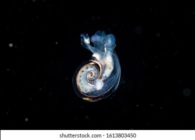 Atlanta peronii is a species of sea snail, a holoplanktonic marine gastropod mollusk in the family Atlantidae - shot during a blackwater / bonfire dive in Anilao, Batangas, Philippines