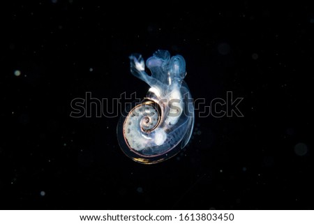 Atlanta peronii is a species of sea snail, a holoplanktonic marine gastropod mollusk in the family Atlantidae - shot during a blackwater / bonfire dive in Anilao, Batangas, Philippines