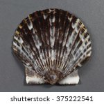 An Atlantic bay scallop (Argopecten irradians)