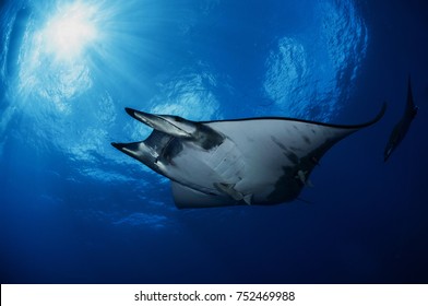 Atlantic Blue
Mobula