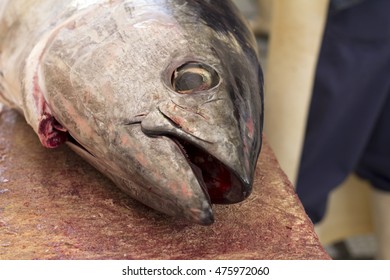 Atlantic Bluefin Tuna