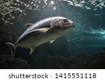 Atlantic bluefin tuna (Thunnus thynnus) underwater 