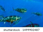 Atlantic Bluefin Tuna (Thunnus thynnus)