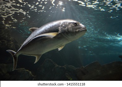 Atlantic Bluefin Tuna (Thunnus Thynnus) Underwater 