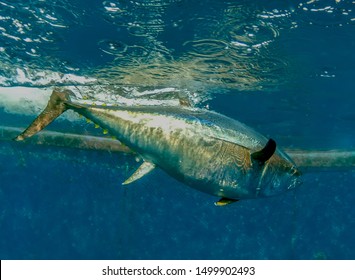 Atlantic Bluefin Tuna (Thunnus Thynnus)