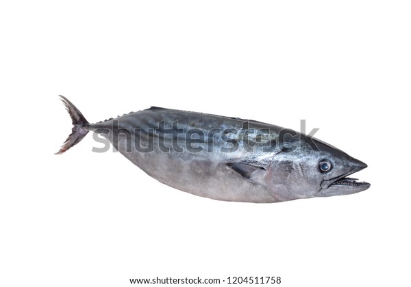 Atlantic Bonito Sarda Sarda Large Mackerellike Stock Photo 1204511758