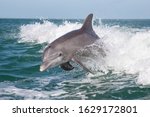 Atlantic Bottlenose Dolphin - Tursiops truncatus
