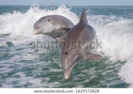 Atlantic Bottlenose Dolphin - Tursiops truncatus