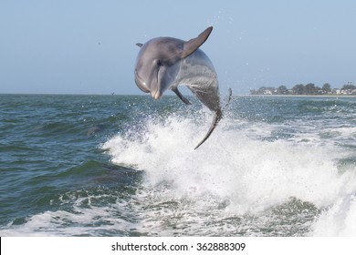 Atlantic Bottlenose Dolphins - Tursiops Truncatus 