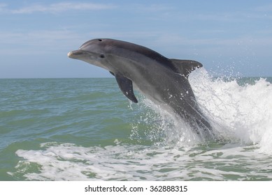 Atlantic Bottlenose Dolphins - Tursiops Truncatus 