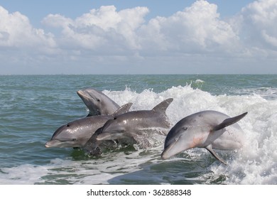 Atlantic Bottlenose Dolphins - Tursiops Truncatus 