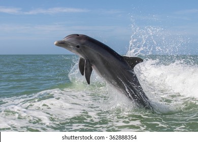 Atlantic Bottlenose Dolphins - Tursiops Truncatus 
