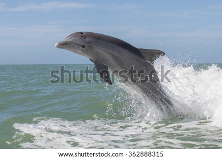Atlantic Bottlenose Dolphins - Tursiops truncatus 