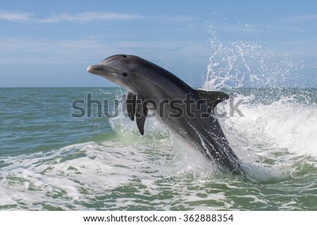 Atlantic Bottlenose Dolphins - Tursiops truncatus 