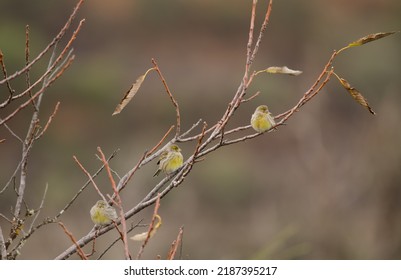 Atlantic canaries Serinus canaria on a shrub. La Siberia. San Mateo. Gran Canaria. Canary Islands. Spain.