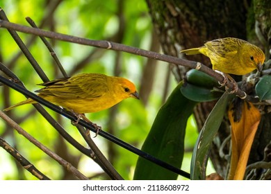 Atlantic Canary, a small Brazilian wild bird. The yellow canary Crithagra flaviventris is a small passerine bird in the finch family. 