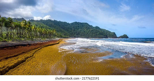 Atlantic Coast Of Dominica Covered With Sargassum. Drone Photo.