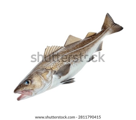 Atlantic Cod Fish Side Pose with Brown Gray Body Isolated on White Background
