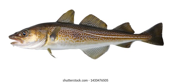 Cod Deutsch Fisch