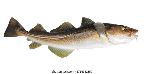 Atlantic cod fresh, Gadus morhua, fish of Greenland
