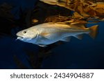 Atlantic Cod -  Gadus morhua, 