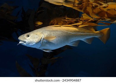 Atlantic Cod -  Gadus morhua, 