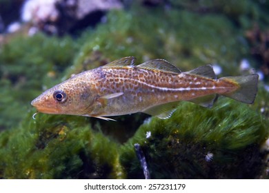 Atlantic Cod (Gadus Morhua)