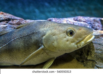 Atlantic Cod, Gadus Morhua