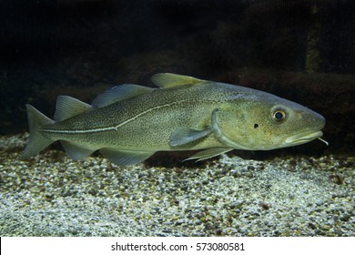 Atlantic Cod (Gadus Morhua) 