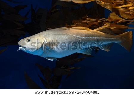 Atlantic Cod -  Gadus morhua, 