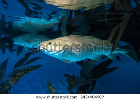 Atlantic Cod -  Gadus morhua, 