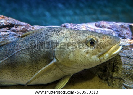Atlantic Cod, Gadus morhua