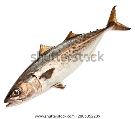 Atlantic Cod Gray Marine Fish Isolated on White Background