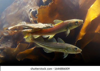 Atlantic Cod Underwater (gadus Morhua).