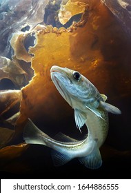 Atlantic Cod Underwater (gadus Morhua).