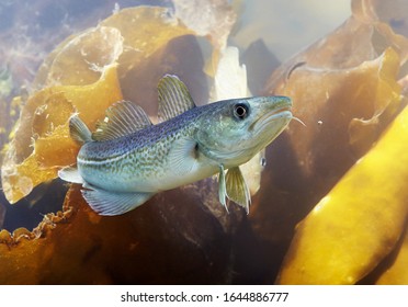 Atlantic Cod Underwater (gadus Morhua).