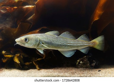 Atlantic Cod Underwater (gadus Morhua).