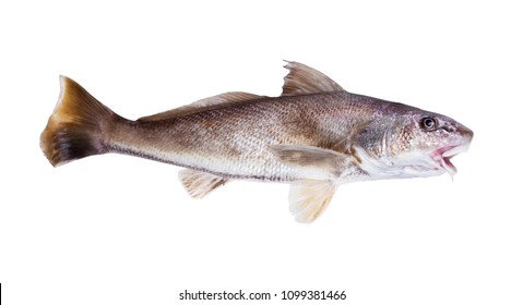 Atlantic Croaker Micropogonias Undulatus Species Marine Stock Photo ...