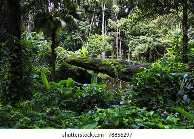 Atlantic Forest