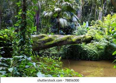 Atlantic Forest