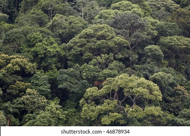 Atlantic Forest In Brazil