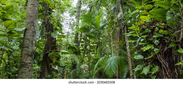Atlantic forest close-up in Brazil.