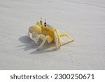 Atlantic ghost crab (Ocypode quadrata) on the beach with copy space. Yellow crab on the sand.