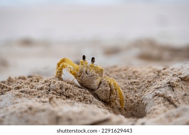 The Atlantic ghost crab (Ocypode quadrata) lives in burrows in sand above the strandline. Macro close up of a crab digging a hole into the beach of Martinique tropical island in the Caribbean Sea. - Powered by Shutterstock