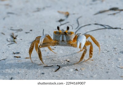 Atlantic ghost crab (Ocypode quadrata) at the ocean beach, Florida USA - Powered by Shutterstock