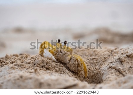 The Atlantic ghost crab (Ocypode quadrata) lives in burrows in sand above the strandline. Macro close up of a crab digging a hole into the beach of Martinique tropical island in the Caribbean Sea.