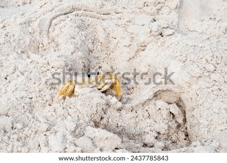 An Atlantic Ghost Crab (Ocypode quadrata) in the sand at Assateague Island National Seashore, Maryland