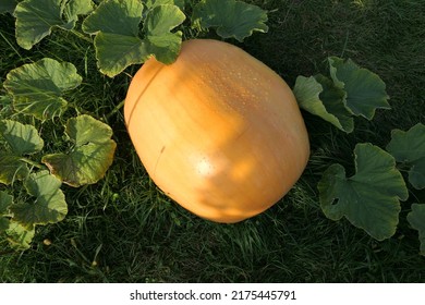 Atlantic Giant pumpkin growing on plant in the garden