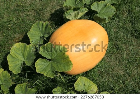 Atlantic Giant pumpkin growing on plant in the garden